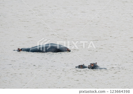 Safari in South Africa. Hippos family bathe in a lake Safari in South Africa. Hippos family bathe in a lake 123664398