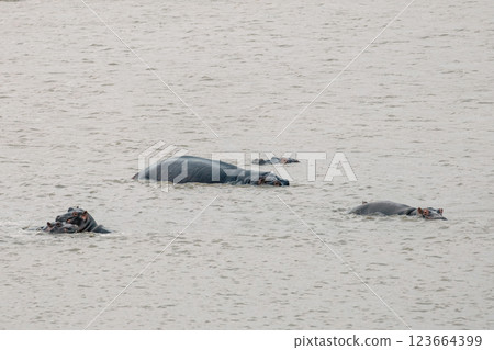 Safari in South Africa. Hippos family bathe in a lake Safari in South Africa. Hippos family bathe in a lake 123664399