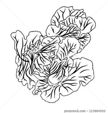 Head of white cabbage in doodle style. Vector illustration isolated on white background. 123664503
