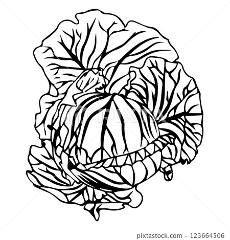 Head of white cabbage in doodle style. Vector illustration isolated on white background. 123664506