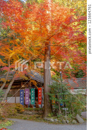 Shugakuin, Sakyo Ward, Kyoto City Sekizan Zen-in, Enryaku-ji Betsu-in (God of Protection from Disasters), Autumn Leaves and Fukurokuju-den (Seven Lucky Gods of the Capital) Shugakuin, Sakyo Ward, Kyoto City Sekizan Zen-in, Enryaku-ji Betsu-in (God of Protection from Disasters), Autumn Leaves and Fukurokuju-den (Seven Lucky Gods of the Capital) 123664761