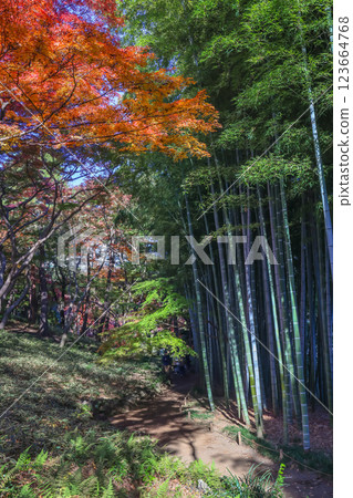Colorful Autumn Forest with Towering Bamboo Trees Dec 4 2024 123664768