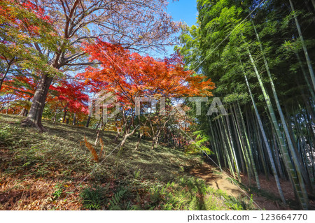 Colorful Autumn Forest with Towering Bamboo Trees Dec 4 2024 Colorful Autumn Forest with Towering Bamboo Trees Dec 4 2024 123664770