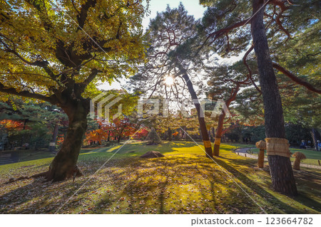 Scenic Autumn Park View With Vibrant Maple Trees Dec 4 2024 123664782