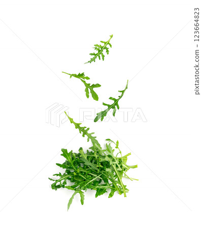 Falling Arugula, Arugula, Ruccola Leaves, Rucola, Eruca or Roquette Salad Falling Arugula, Arugula, Ruccola Leaves, Rucola, Eruca or Roquette Salad 123664823