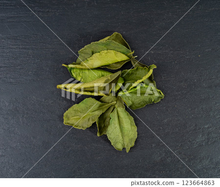 Thai lime dried leaves, makrut lime or Citrus hystrix leaf pile, kaffir lime dry sprouts, Southeast Asia spices 123664863