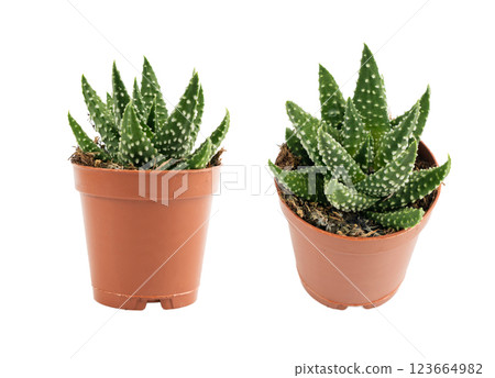 Haworthia succulent, zebra plant, mini aloe vera office table plant, star window cactus desk pot Haworthia succulent, zebra plant, mini aloe vera office table plant, star window cactus desk pot 123664982