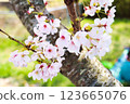 Cherry blossoms herald the arrival of spring 123665076