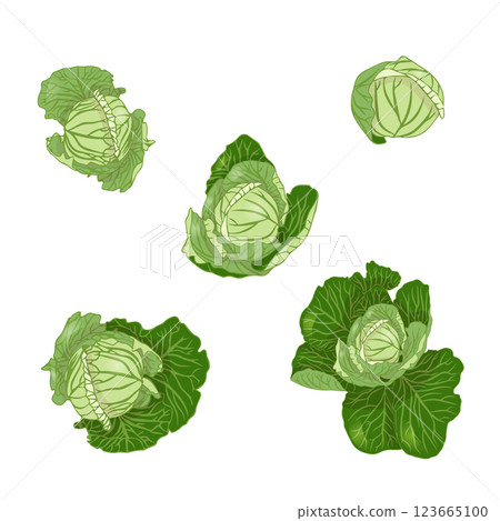 Set of white cabbage heads in flat style. Vector illustration isolated on white background. Set of white cabbage heads in flat style. Vector illustration isolated on white background. 123665100