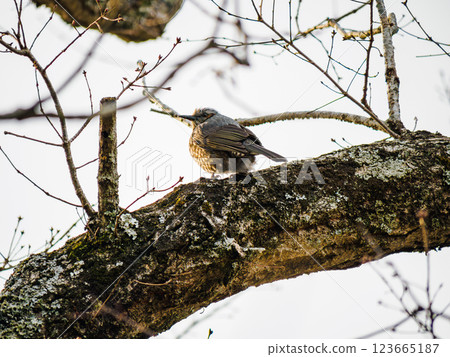 歌手在樹上 123665187