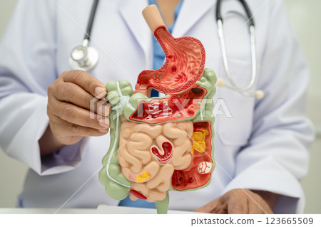 Digestive system with stomach and intestine, Asian doctor holding human anatomy model for study diagnosis and treatment in hospital. 123665509