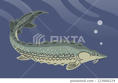 Sturgeon fish underwater 123666224