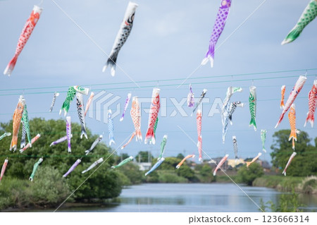 鯉魚在河上游泳 鯉魚在河上游泳 123666314