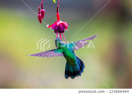hummingbird over natural background 123666464