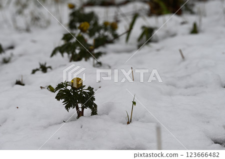 阿多尼斯阿多尼斯在雪中等待初春的陽光 123666482