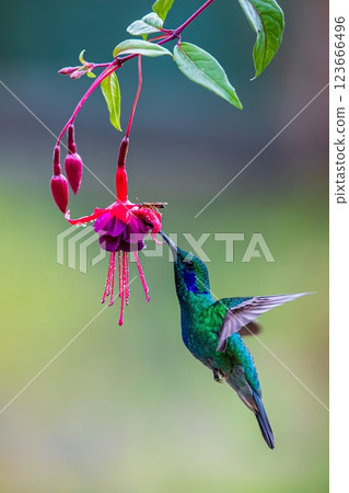 hummingbird 123666496