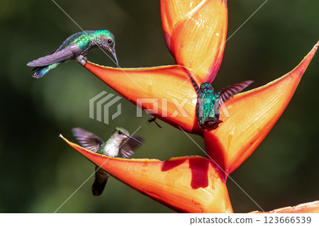 Hummingbird, Costa Rica, Rainforest, Wildlife, 123666539