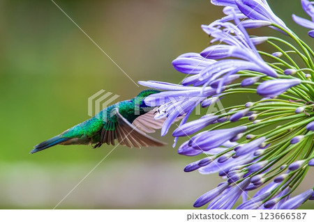 Hummingbird, Costa Rica, Rainforest, Wildlife, 123666587