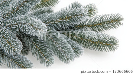 Close Up Of Snowy Evergreen Branches Against A Bright White Background Close Up Of Snowy Evergreen Branches Against A Bright White Background 123666606