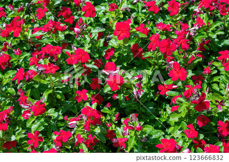 Park Ramat Hanadiv, Memorial Gardens of Baron Edmond de Rothschild, Zichron Yaakov, Israel 123666832