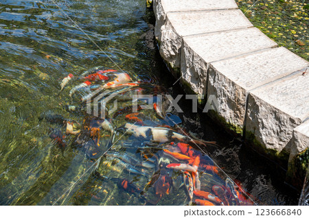 Pond with fish in Park Ramat Hanadiv, Memorial Gardens of Baron Edmond de Rothschild, Zichron Yaakov, Israel Pond with fish in Park Ramat Hanadiv, Memorial Gardens of Baron Edmond de Rothschild, Zichron Yaakov, Israel 123666840