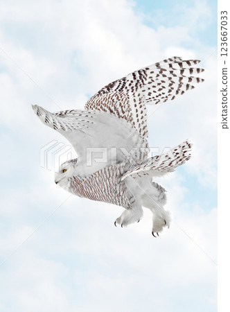 Snowy Owl female flying on a blue cloudscape sky background in Quebec, Canada 123667033