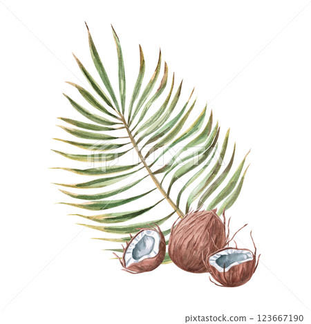 Composition with a whole coconut and two broken pieces of a palm branch. Isolated watercolor illustration for the design of postcards, summer restaurants, printing of tourist brochures. Composition with a whole coconut and two broken pieces of a palm branch. Isolated watercolor illustration for the design of postcards, summer restaurants, printing of tourist brochures. 123667190
