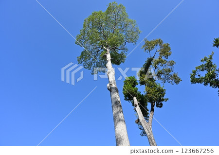Angkor Thom Bayon Temple, Angkor Archaeological Park, Cambodia 123667256