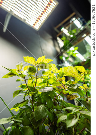 Basil vegetable variety thrives under grow phyto lights, leafy branches reaching high in greenhouse 123667621