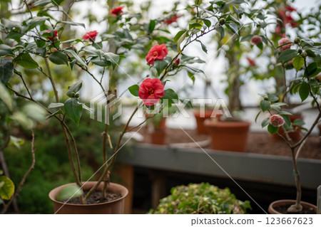Blooming japanise camellia growing in terracotta flowerpots in greenhouse orangery. Houseplant hobby 123667623