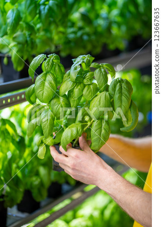 Dedicated herb shop owner inspects Genovese basil pots on greenhouse shelves, ensuring proper grow 123667635