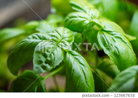Closeup of basil leaves with healthy lush texture. Plant care, leaf health, new shoots, propagation 123667638