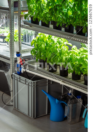 Drip irrigation system in indoor greenhouse of shop, water culinary herbs on shelf. Plant cultivate Drip irrigation system in indoor greenhouse of shop, water culinary herbs on shelf. Plant cultivate 123667659