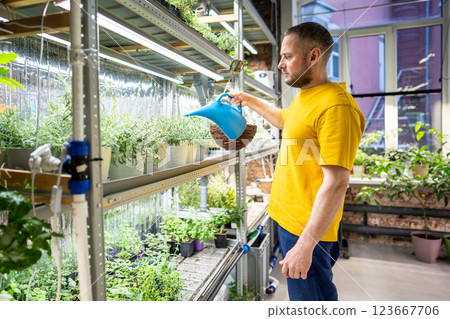 Gardener waters, moisturizing potted basil herbs on shelves in shop or mini greenhouse under UV 123667706