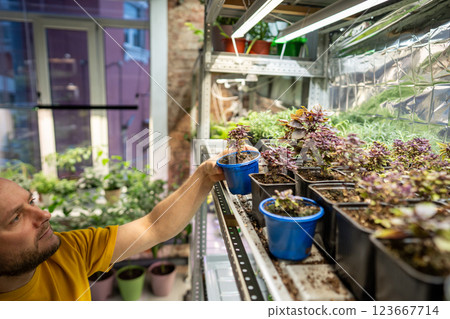 Farmer man rearranges potted Pixie Wood purple basil on shelves in mini greenhouse or indoor garden 123667714