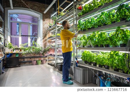 Male florist in flower shop examines potted Genovese basil on shelves. Plant business, selling herbs 123667716