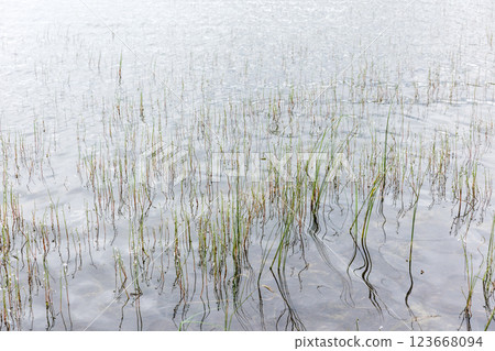 White flowers of Lobelia dortmanna, Dortmanns cardinalflower 123668094