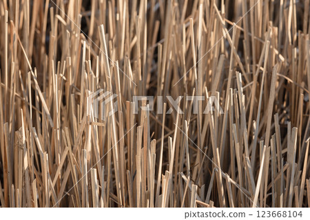 Broken dry stems of reed on a winter day, abstract photo Broken dry stems of reed on a winter day, abstract photo 123668104