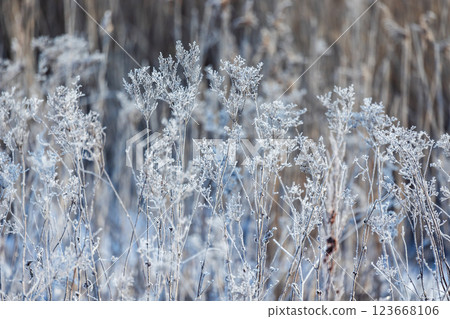 Frozen dry flowers covered with snow and frost 123668106