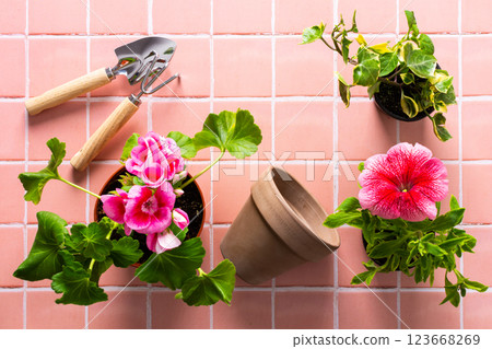 Flowers on pink tile background 123668269