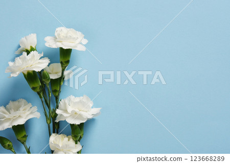 Floral background with white carnations on light blue backdrop. Place for your text. 123668289