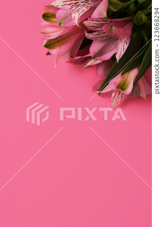 Floral background with pink alstromeria flowers on pink background. Space for your text. Floral background with pink alstromeria flowers on pink background. Space for your text. 123668294