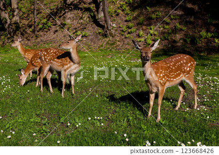 Young spotted deer in the forest on a clearing Young spotted deer in the forest on a clearing 123668426