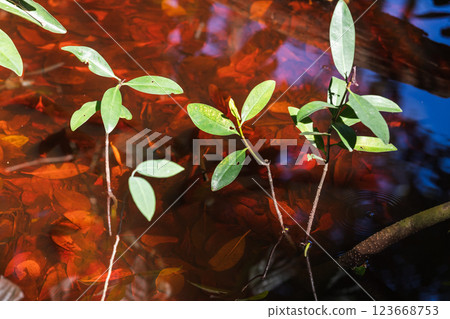 View of lush mangrove forest, illuminating young saplings View of lush mangrove forest, illuminating young saplings 123668753