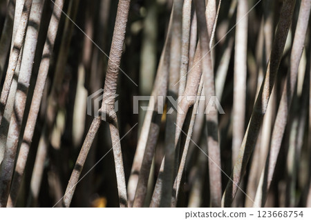 A detailed view of mangrove tree roots illuminated by the sunlight A detailed view of mangrove tree roots illuminated by the sunlight 123668754