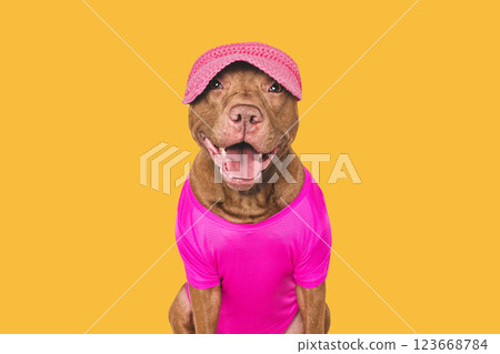Cute dog, sports jersey and cap. Preparing for training 123668784