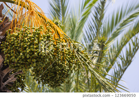 Vibrant green dates hanging on a lush palm tree illuminated by sunlight Vibrant green dates hanging on a lush palm tree illuminated by sunlight 123669050