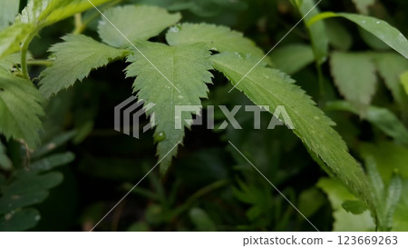 Very beautiful textured plant leaves background. 123669263