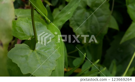 Very beautiful textured plant leaves background. Very beautiful textured plant leaves background. 123669264