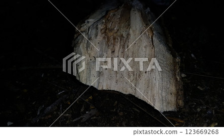 The texture of wood that has been eaten by termites. 123669268